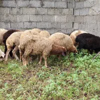 فروش ۱۶ راس بره باهم