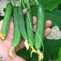 خیارشوری . خیار سالادی . خیار خوردن . میوه ای