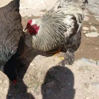یه خروس و یه مرغ مولد برهما اصل
