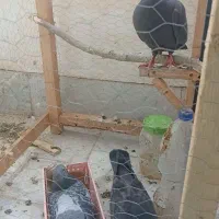 کبوتر|پرنده|گلبهار, شهر جدید گلبهار|دیوار
