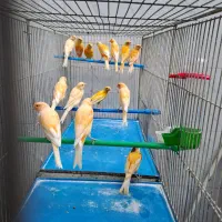 قناری|پرنده|ابریشم, |دیوار