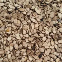 فروش تخمه هندوانه
