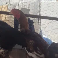 لاری