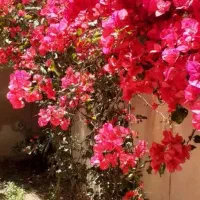 منزل ویلایی سه طبقه(همکف+دوطبقه) پشت به شهبازی