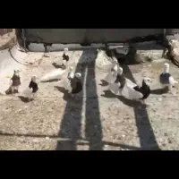 کلفه