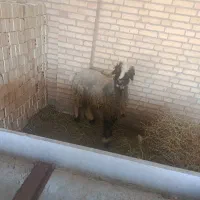 بره ماده جوان
