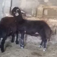 دو عدد بره قوچی