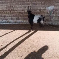 قصابی گوسفند و گوساله در محل شما