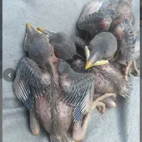 جوجه مینا عکس اخری موجوده