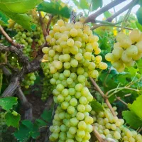 فروش انگور