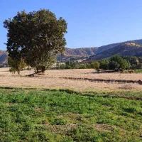 کاه خرمن‌کوب اسینم