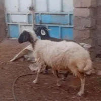 میش وبره