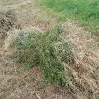 یونجه خالص