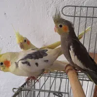 عروس هلندی و مرغ عشق