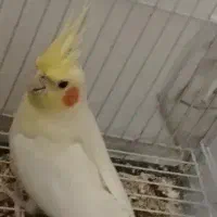 یک عدد عروس هلندی ماده لوتینو