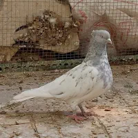 کله آبی و کله سرخ