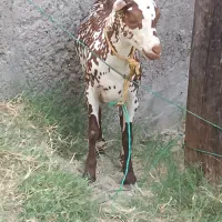 بزنقشی یک نرنقشی گل توپی ویک بزمحلی با کهره ماده