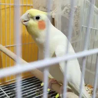 عروس هلندی نر