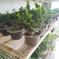 سانسوریا.  افوربیا. بونسای. فیکوس.