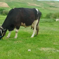 گاو گوساله درجه یک