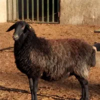 کره گوسفندی درجه یک