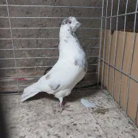 کبوتر درجه1