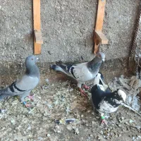 کفتر قلدر
