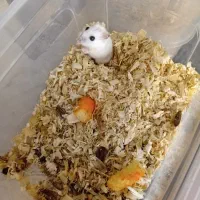 همستر روروسکی