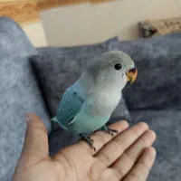 کوتوله برزیلی