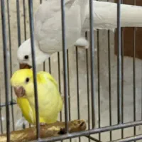 جوجه راهب لوتینو وآبی دونخور