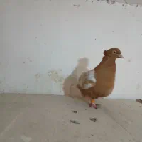 فروش پرنده