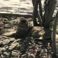 گربه نر دستی