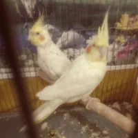 عروس هلندی سالم