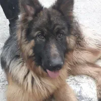 سگ گمشده