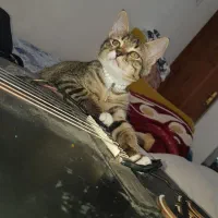 این گربه ۳ماهشه رایگان