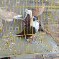 یک جفت کله سفیدزینتی