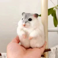 مرکز اصلی پرورش وپخش همسترسوری کمپل باکارت سلامت