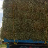 سلام یونجه درجه یک خالص