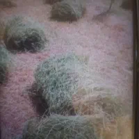 فروش یونجه ۱۷۰ باغ