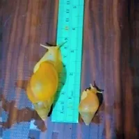 حلزون مخصوص پوست و پرورش