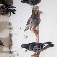 کبوتر غریب گرگان