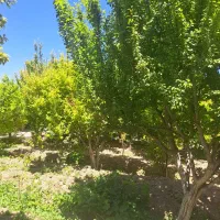 باغ باغچه رباط‌کریم ۳۰۰متر با سهمیه آب