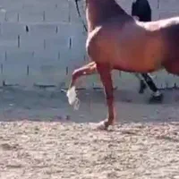 اسب مادیون اصیل