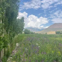 فروش زمین باغی در جاده طولش