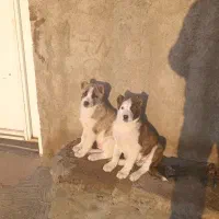 دو عدد توله سگ نژاد دار