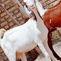 بز ابست جمل زا