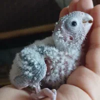 گرینچیک سرلاکی