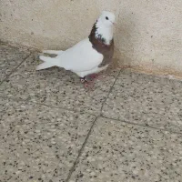 ماده طوق هفت رنگ