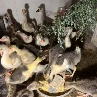 حراج جوجه غاز یه ماهه سالم سرحال