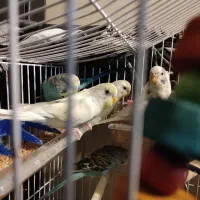 مرغ عشق|پرنده|تهران, زعفرانیه|دیوار